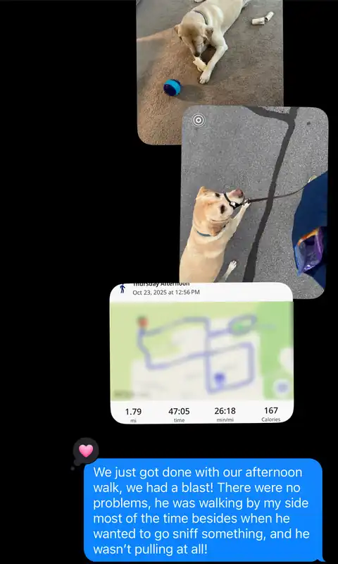 A text update sent after a walk: two photos of a yellow Lab, a GPS map of a 1.79 mile, 47 minute route, and a message saying the walk went great and he wasn't pulling at all.